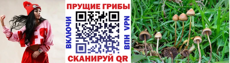 Купить где  Дивногорск  Псилоцибиновые грибы прущие грибы 